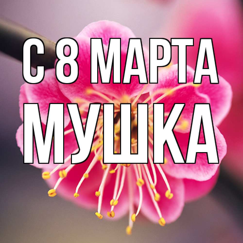 Открытка на каждый день с именем, мушка C 8 МАРТА цветы Прикольная открытка с пожеланием онлайн скачать бесплатно 