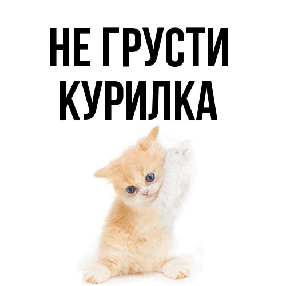 Открытка на каждый день с именем, Курилка Не грусти просящий кот Прикольная открытка с пожеланием онлайн скачать бесплатно 