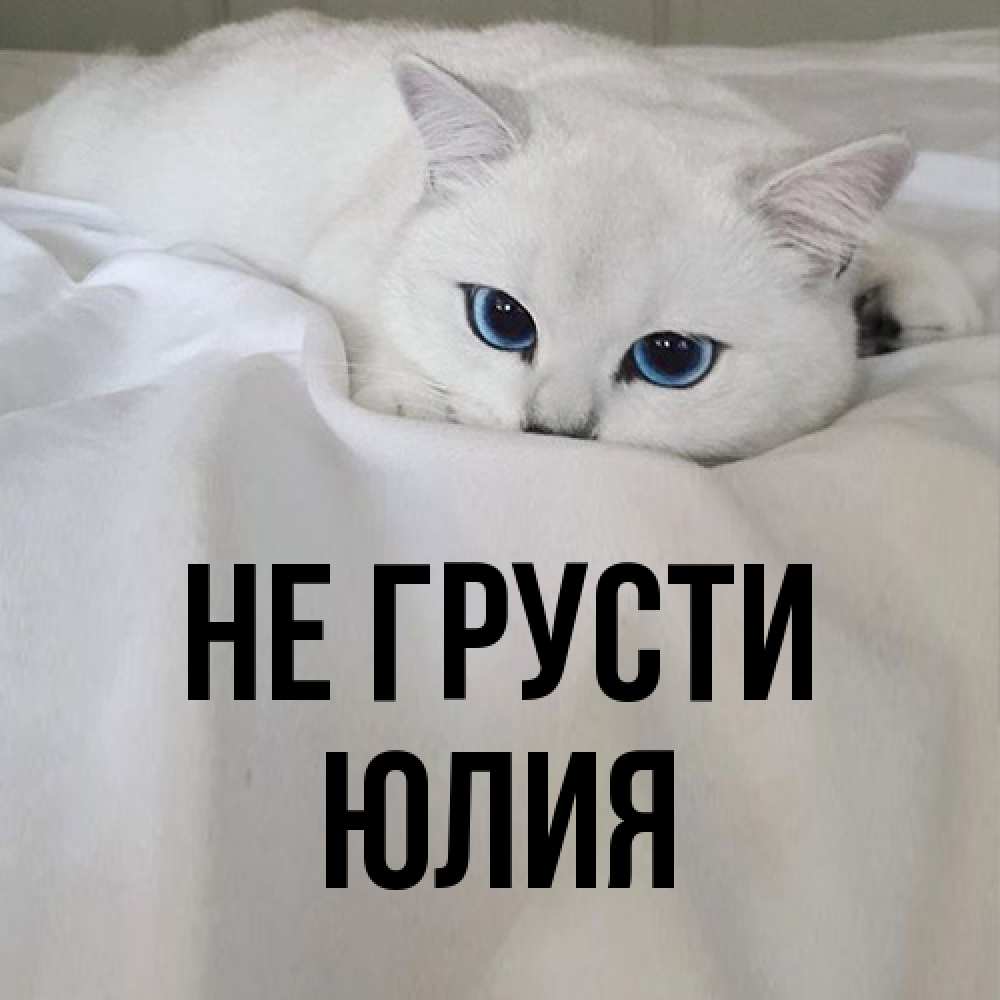 Открытка на каждый день с именем, Юлия Не грусти Голубоглазая кошка Прикольная открытка с пожеланием онлайн скачать бесплатно 