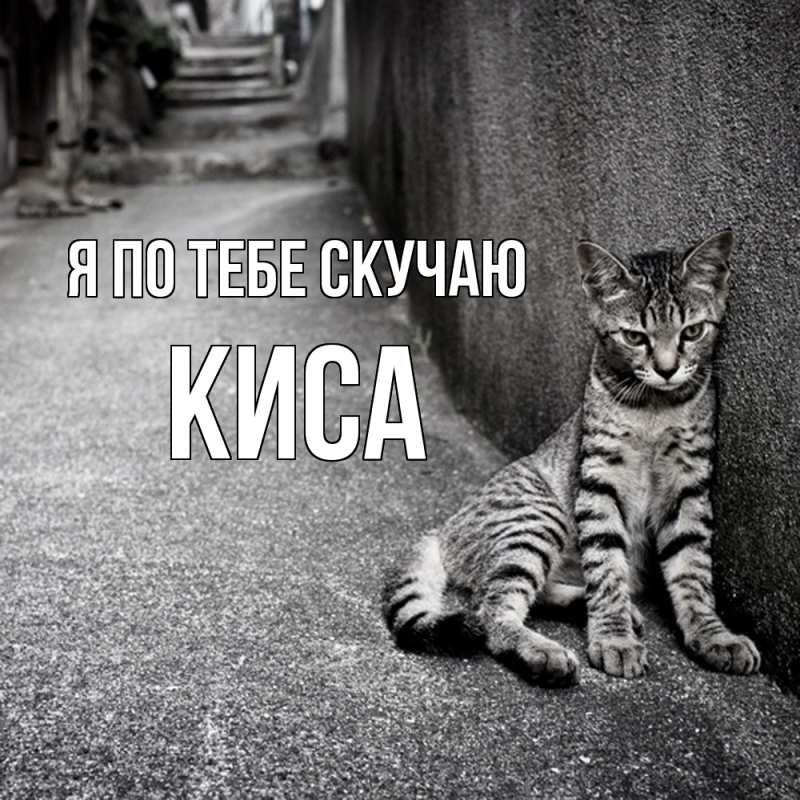 Картинка Я по тебе скучаю, Киса