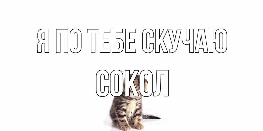 Открытка на каждый день с именем, Сокол Я по тебе скучаю кот Прикольная открытка с пожеланием онлайн скачать бесплатно 