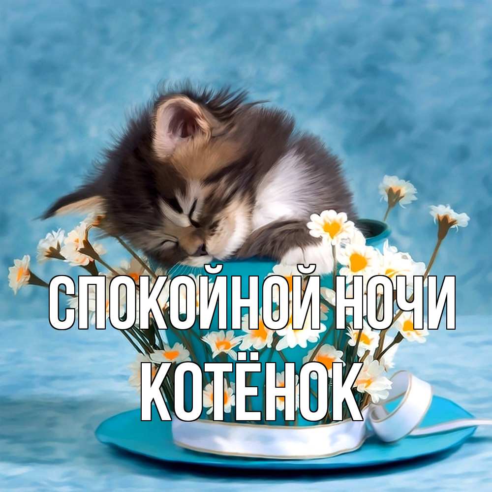 Открытка на каждый день с именем, Котёнок Спокойной ночи котенок спит в кружке с блюдцем Прикольная открытка с пожеланием онлайн скачать бесплатно 
