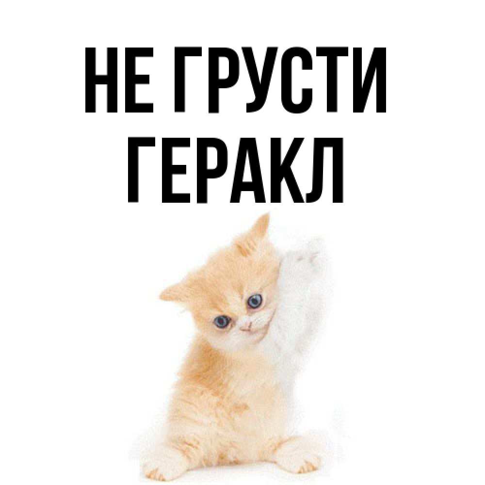 Открытка на каждый день с именем, Геракл Не грусти просящий кот Прикольная открытка с пожеланием онлайн скачать бесплатно 