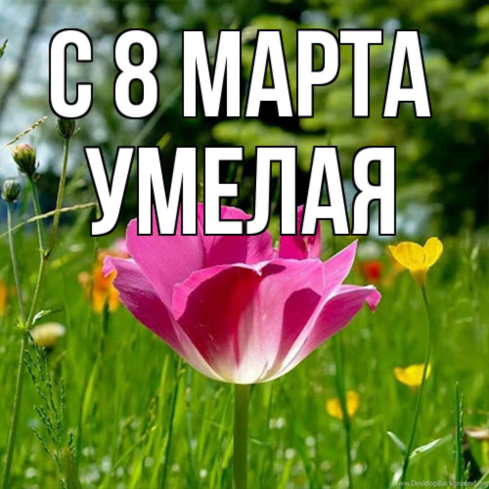 Открытка на каждый день с именем, Умелая C 8 МАРТА полевые цветы Прикольная открытка с пожеланием онлайн скачать бесплатно 
