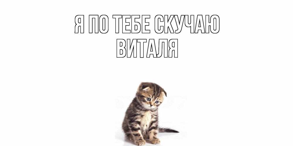 Открытка на каждый день с именем, Виталя Я по тебе скучаю кот Прикольная открытка с пожеланием онлайн скачать бесплатно 