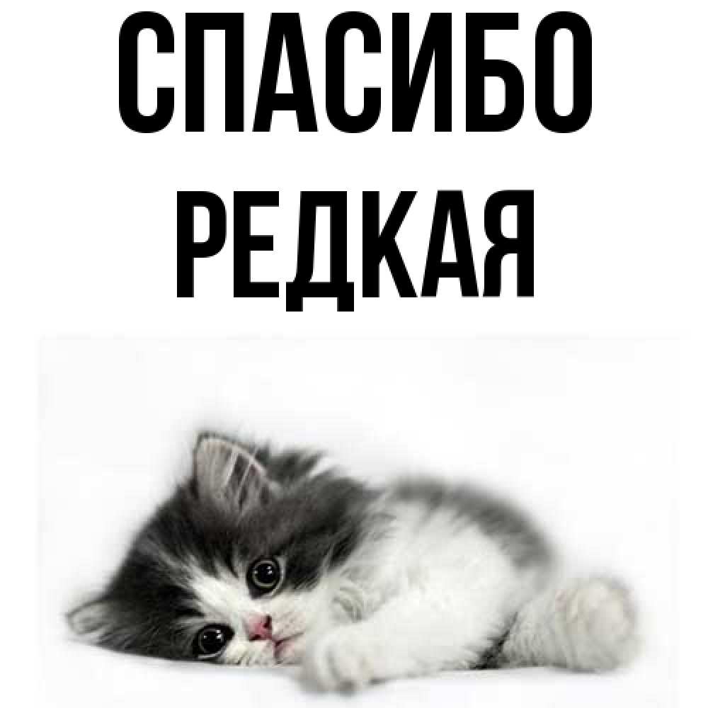 Открытка на каждый день с именем, Редкая Спасибо черный и белый кот Прикольная открытка с пожеланием онлайн скачать бесплатно 