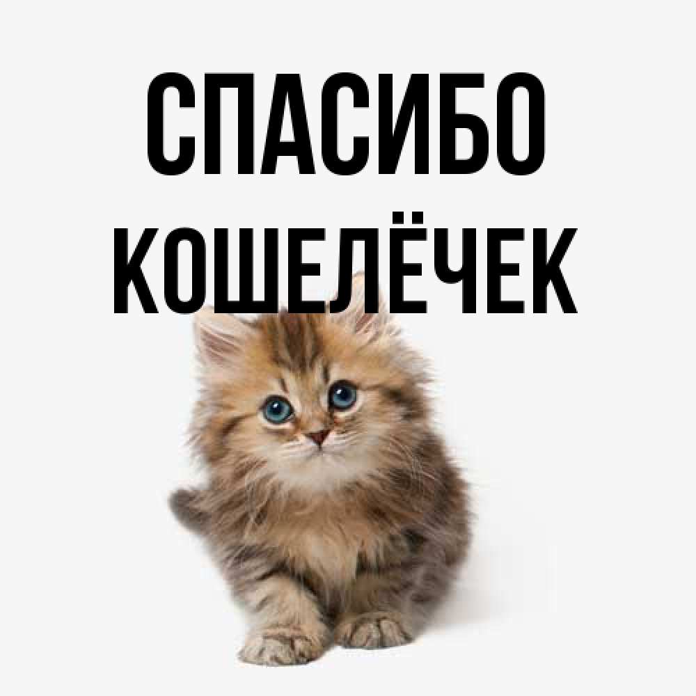Открытка на каждый день с именем, кошелёчек Спасибо пушистый котик Прикольная открытка с пожеланием онлайн скачать бесплатно 