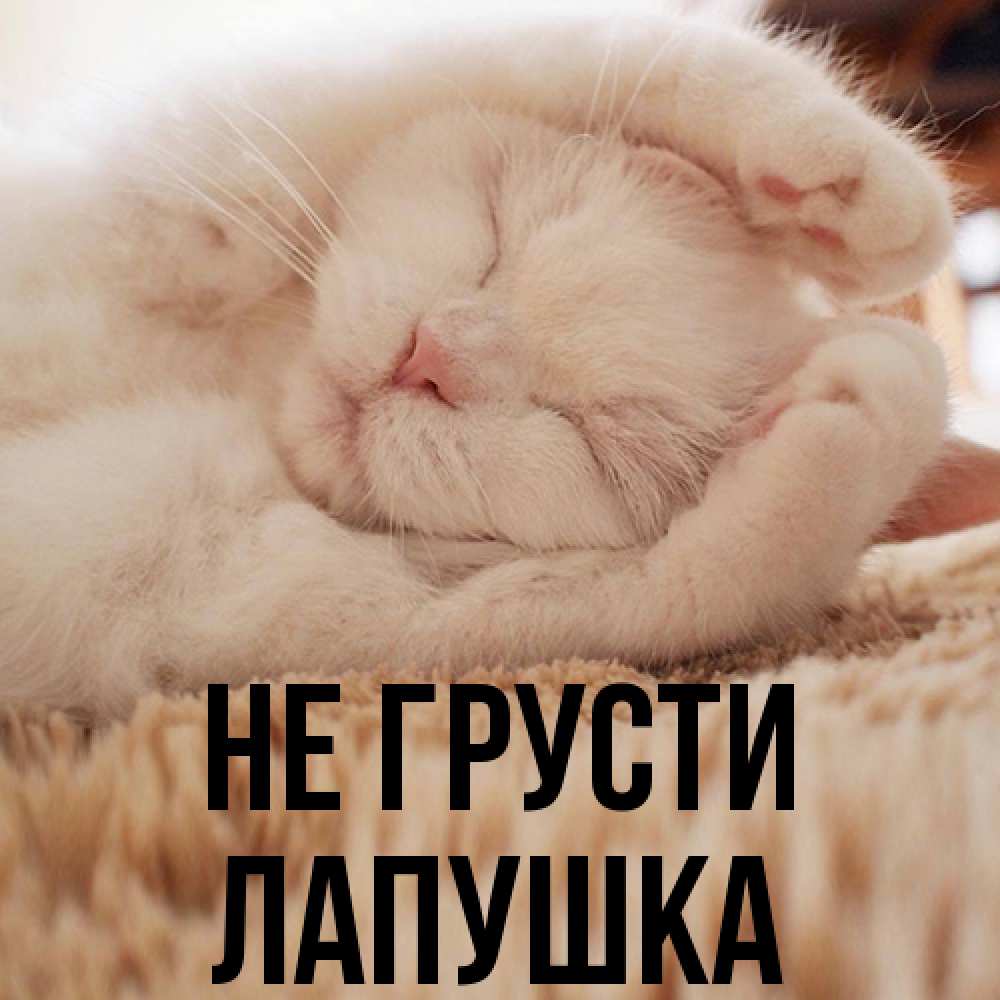 Открытка на каждый день с именем, лапушка Не грусти Котенок спит Прикольная открытка с пожеланием онлайн скачать бесплатно 