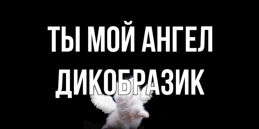 Открытка на каждый день с именем, дикобразик Ты мой ангел Кот ангел Прикольная открытка с пожеланием онлайн скачать бесплатно 