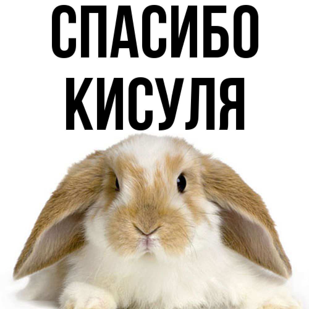 Открытка на каждый день с именем, Кисуля Спасибо коричнево белый заяц Прикольная открытка с пожеланием онлайн скачать бесплатно 