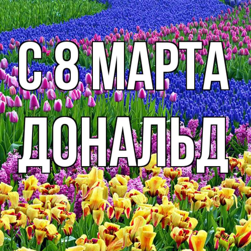 Картинка C 8 МАРТА, Дональд