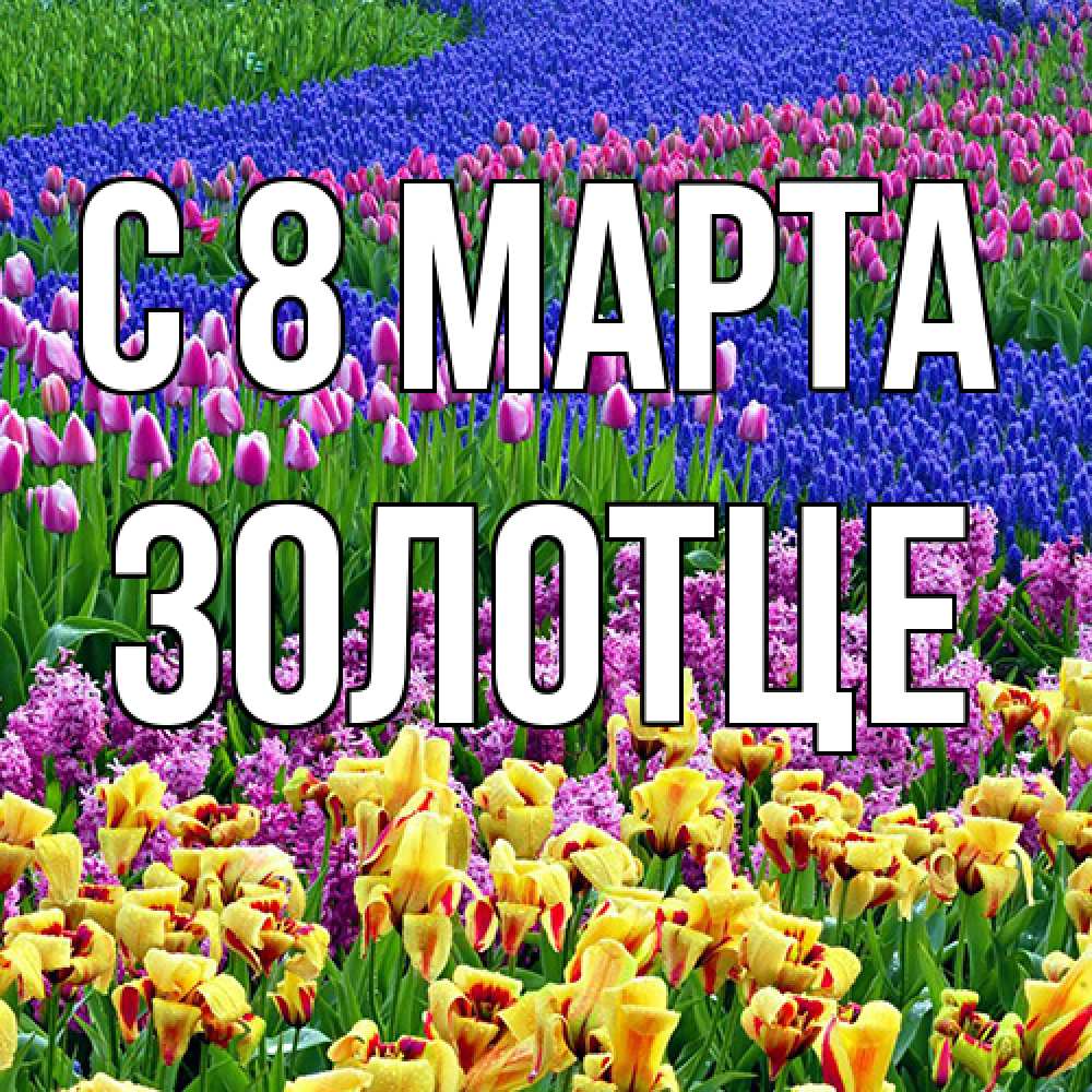 Открытка на каждый день с именем, Золотце C 8 МАРТА цветы Прикольная открытка с пожеланием онлайн скачать бесплатно 