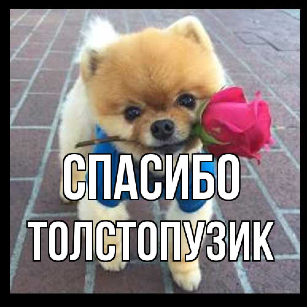 Открытка на каждый день с именем, Толстопузик Спасибо спасибо и дарю тебе цветок Прикольная открытка с пожеланием онлайн скачать бесплатно 