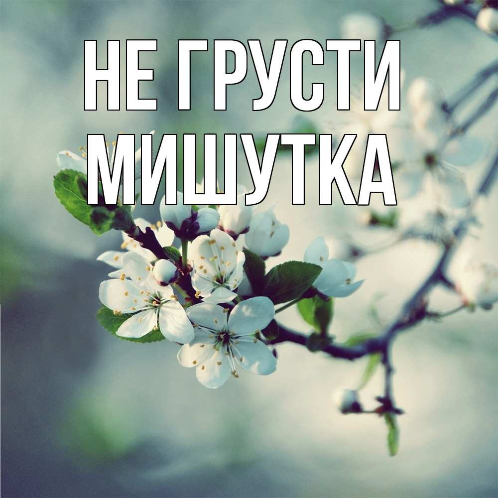 Открытка на каждый день с именем, Мишутка Не грусти яблоня в цвету 1 Прикольная открытка с пожеланием онлайн скачать бесплатно 