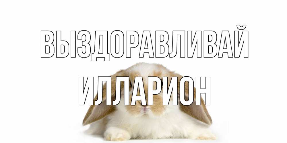 Открытка на каждый день с именем, Илларион Выздоравливай вислоухий кролик белого и коричневого цвета Прикольная открытка с пожеланием онлайн скачать бесплатно 