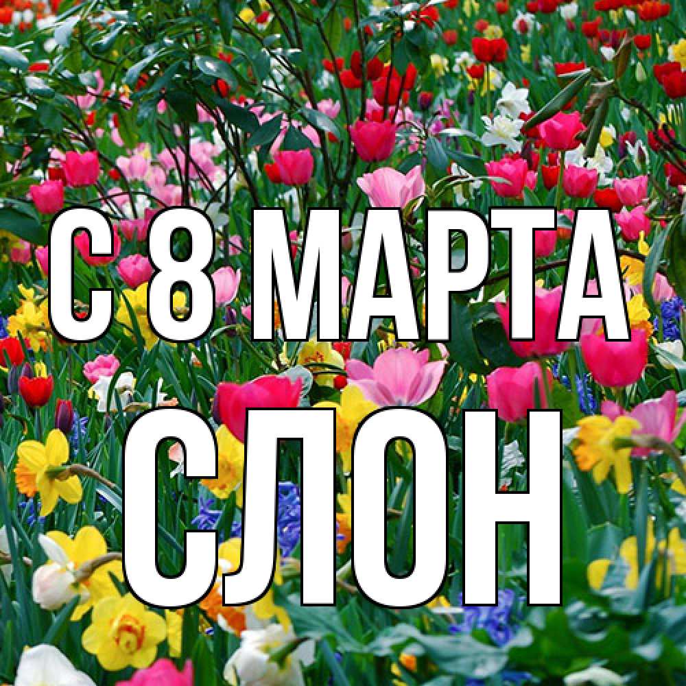 Открытка на каждый день с именем, Слон C 8 МАРТА с международным женским днем поздравления для женщины Прикольная открытка с пожеланием онлайн скачать бесплатно 