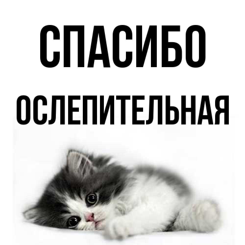 Открытка на каждый день с именем, Ослепительная Спасибо черный и белый кот Прикольная открытка с пожеланием онлайн скачать бесплатно 
