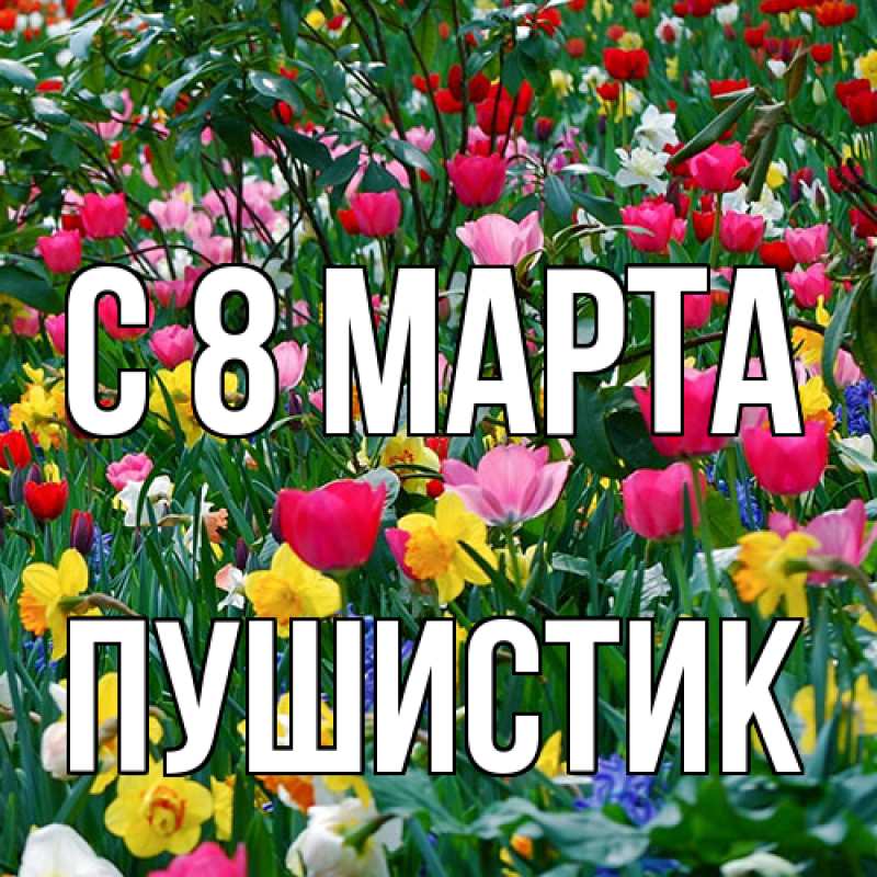 Картинка C 8 МАРТА, Пушистик