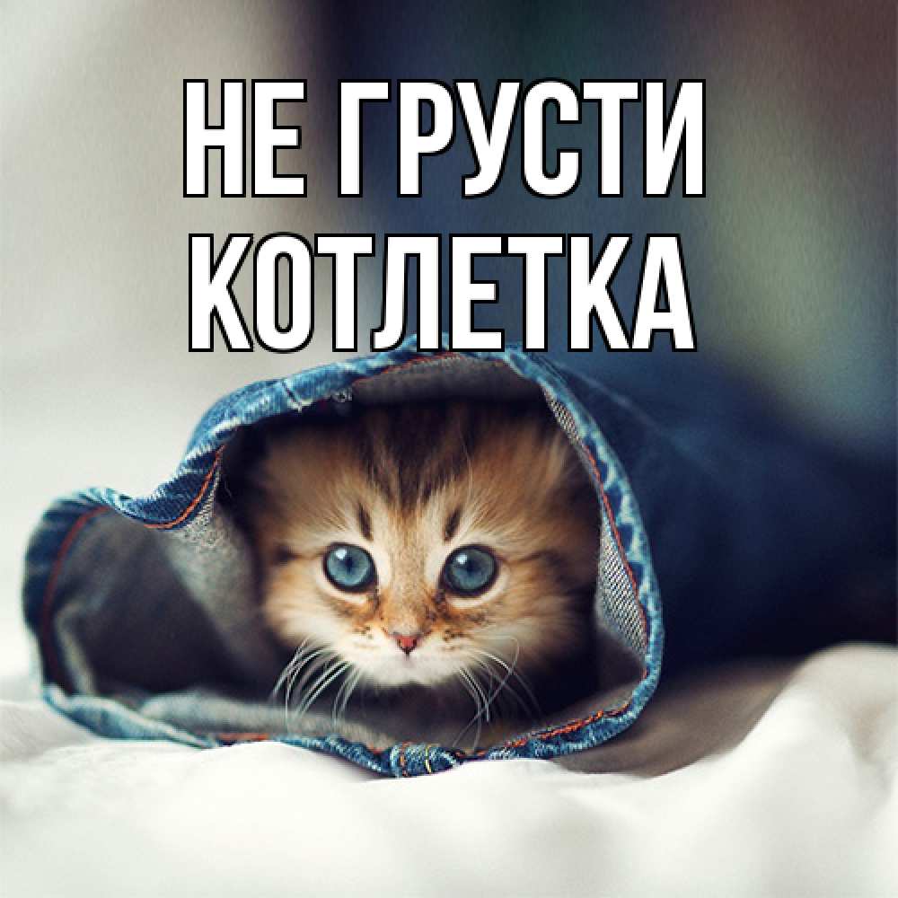 Открытка на каждый день с именем, Котлетка Не грусти кот в одежде Прикольная открытка с пожеланием онлайн скачать бесплатно 