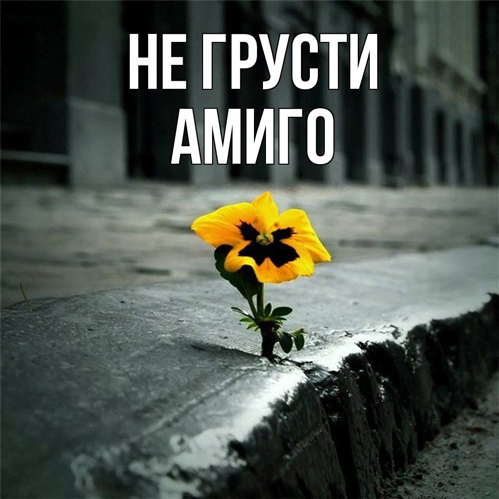 Открытка на каждый день с именем, Амиго Не грусти не сдавайся Прикольная открытка с пожеланием онлайн скачать бесплатно 
