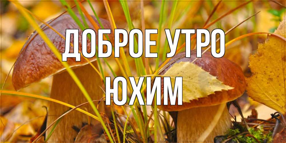 Открытка на каждый день с именем, Юхим Доброе утро осенние грибы Прикольная открытка с пожеланием онлайн скачать бесплатно 