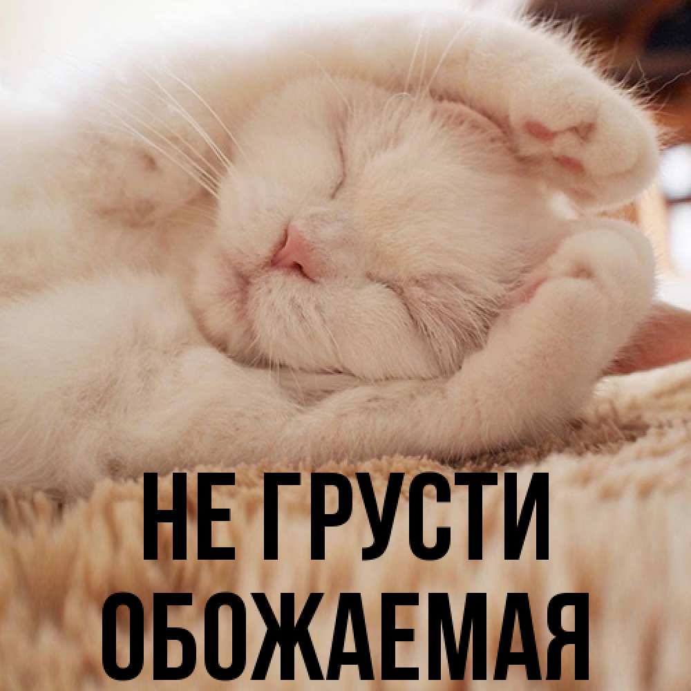 Открытка на каждый день с именем, обожаемая Не грусти Котенок спит Прикольная открытка с пожеланием онлайн скачать бесплатно 