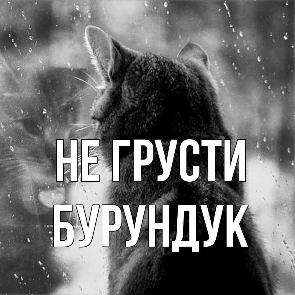 Открытка на каждый день с именем, Бурундук Не грусти отражение кота 1 Прикольная открытка с пожеланием онлайн скачать бесплатно 
