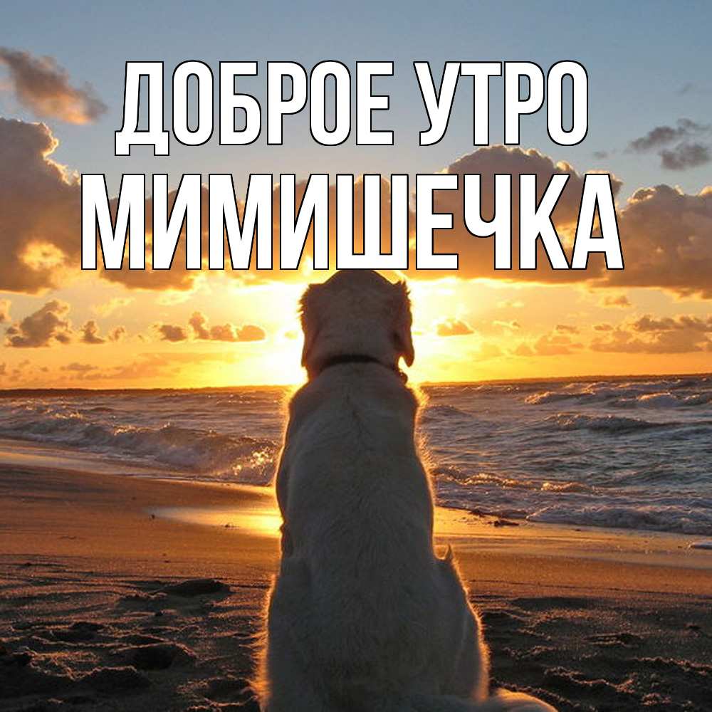 Открытка на каждый день с именем, мимишечка Доброе утро восход солнца Прикольная открытка с пожеланием онлайн скачать бесплатно 