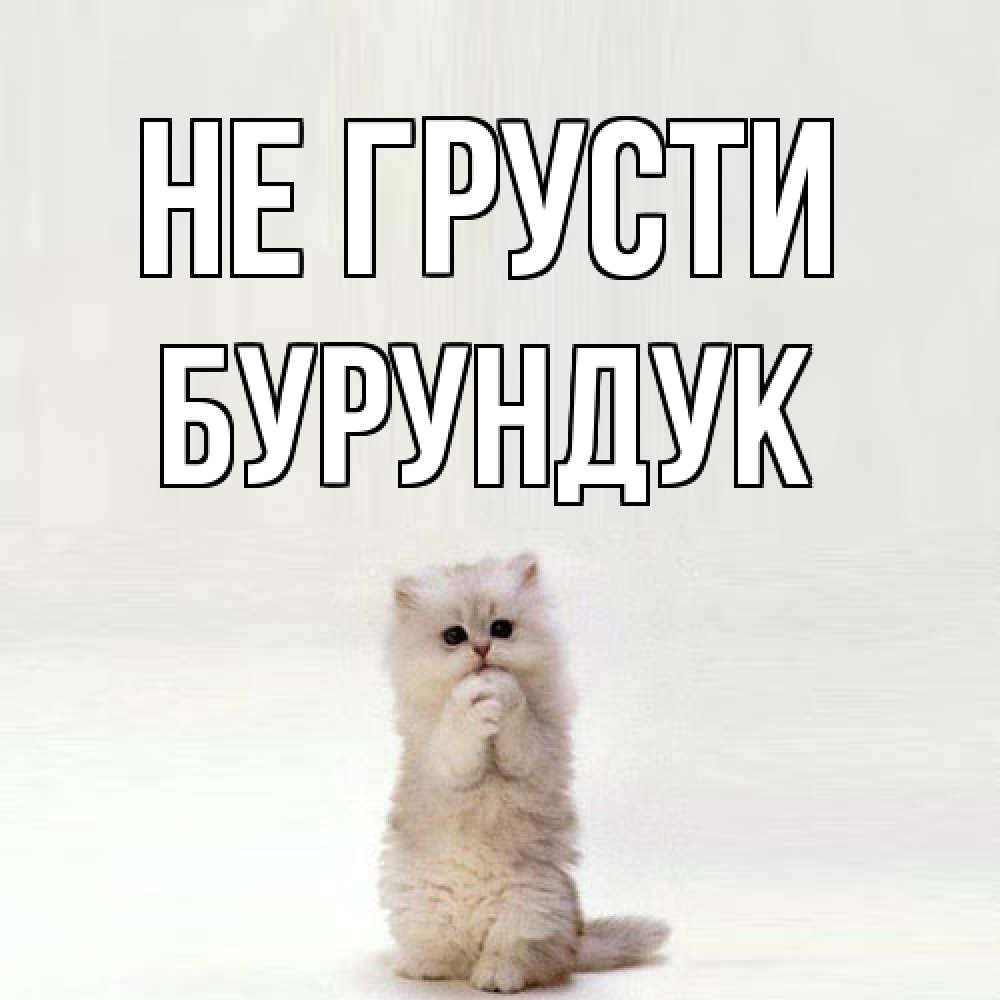Открытка на каждый день с именем, Бурундук Не грусти грустный кот Прикольная открытка с пожеланием онлайн скачать бесплатно 