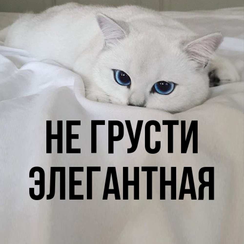 Открытка на каждый день с именем, элегантная Не грусти Голубоглазая кошка Прикольная открытка с пожеланием онлайн скачать бесплатно 