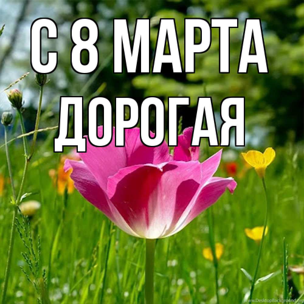 Открытка на каждый день с именем, Дорогая C 8 МАРТА полевые цветы Прикольная открытка с пожеланием онлайн скачать бесплатно 