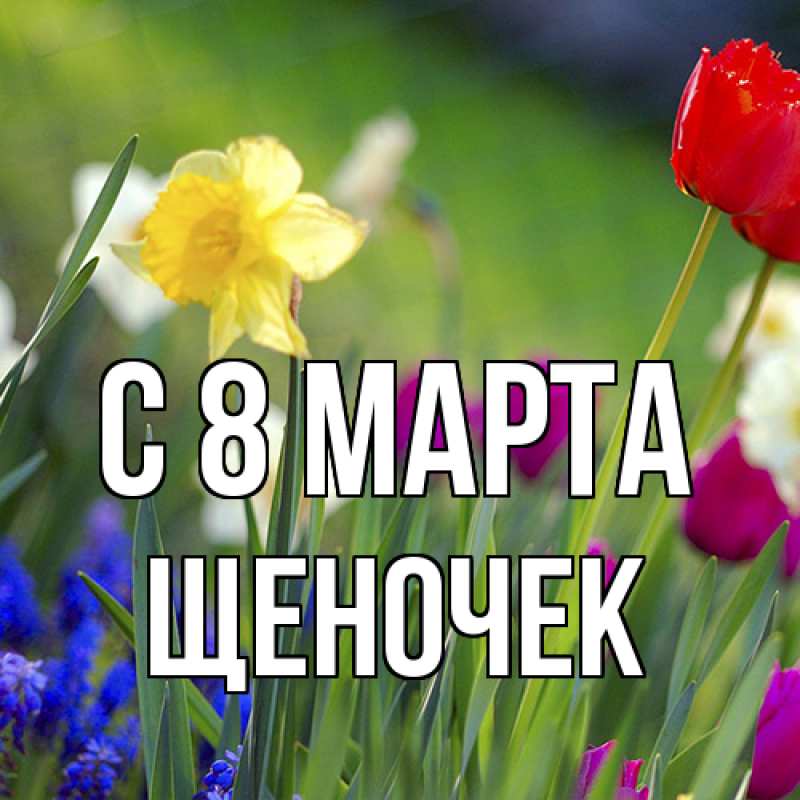 Картинка C 8 МАРТА, Щеночек