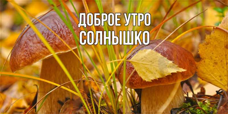 Картинка Доброе утро, Солнышко