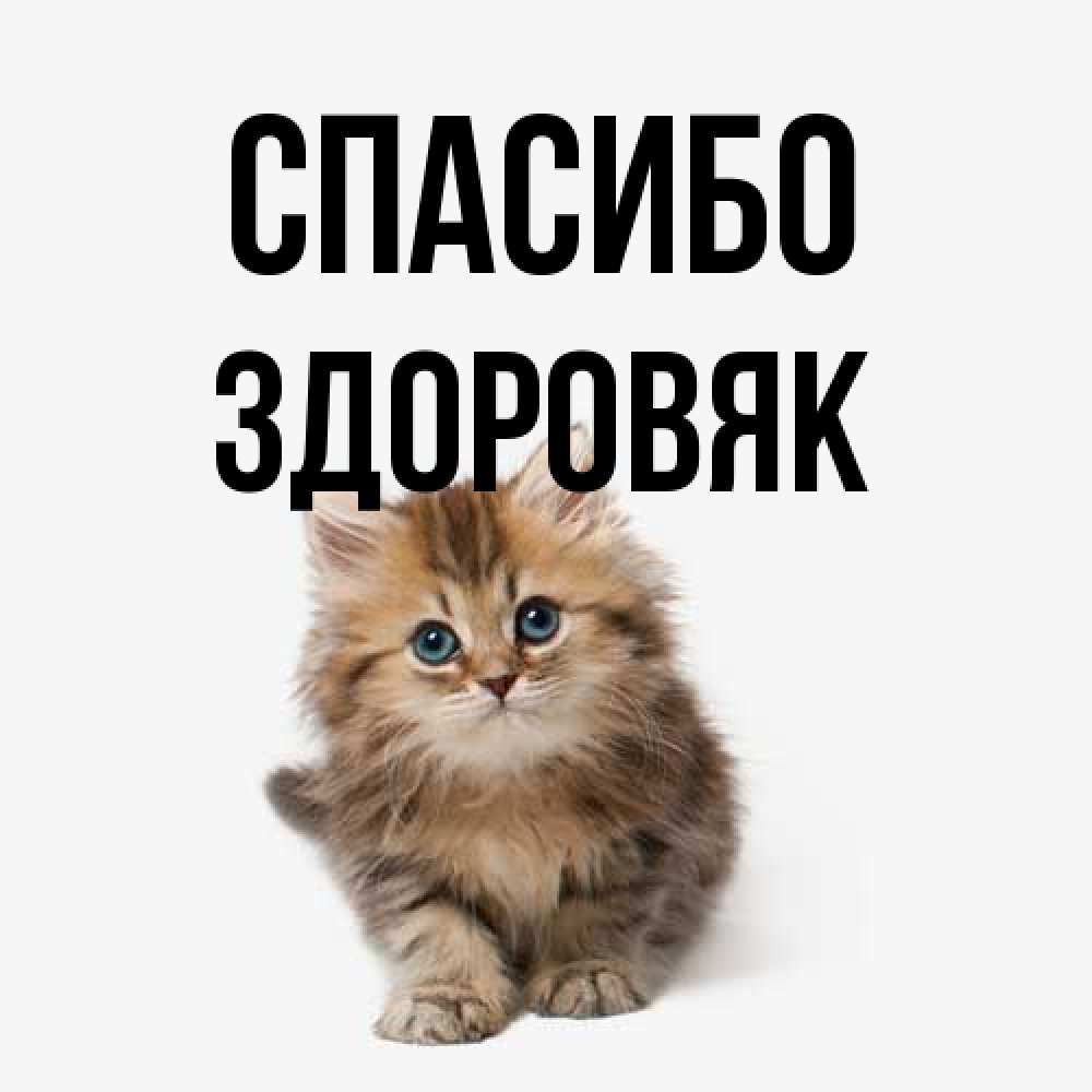 Открытка на каждый день с именем, Здоровяк Спасибо пушистый котик Прикольная открытка с пожеланием онлайн скачать бесплатно 