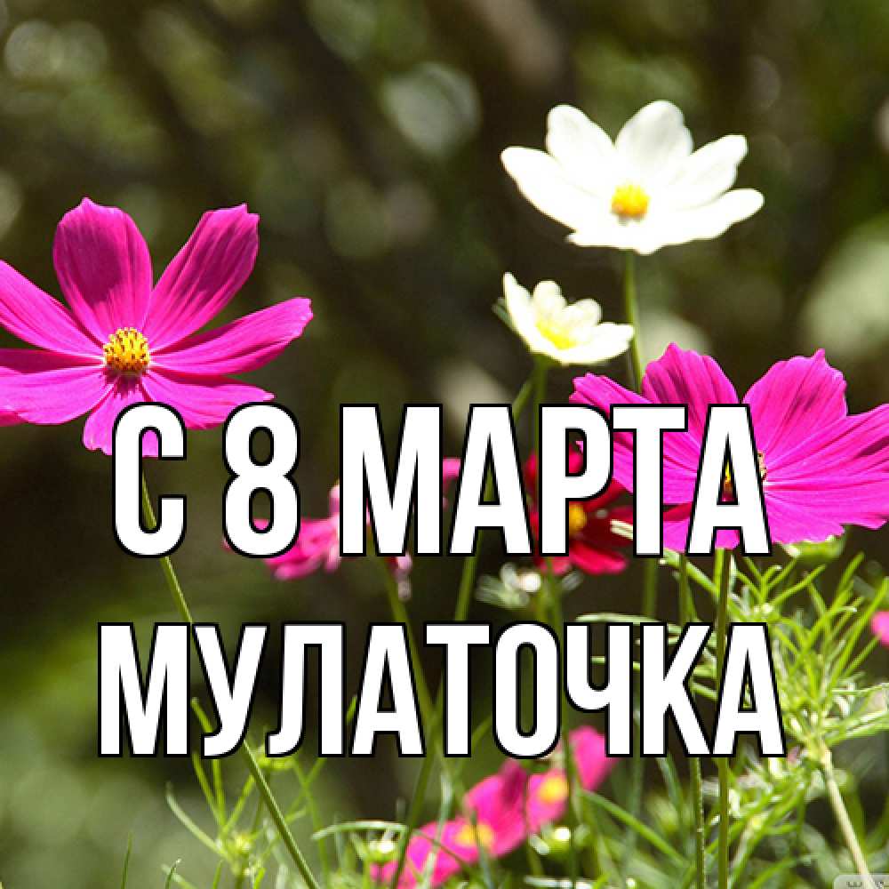 Открытка на каждый день с именем, Мулаточка C 8 МАРТА цветы Прикольная открытка с пожеланием онлайн скачать бесплатно 