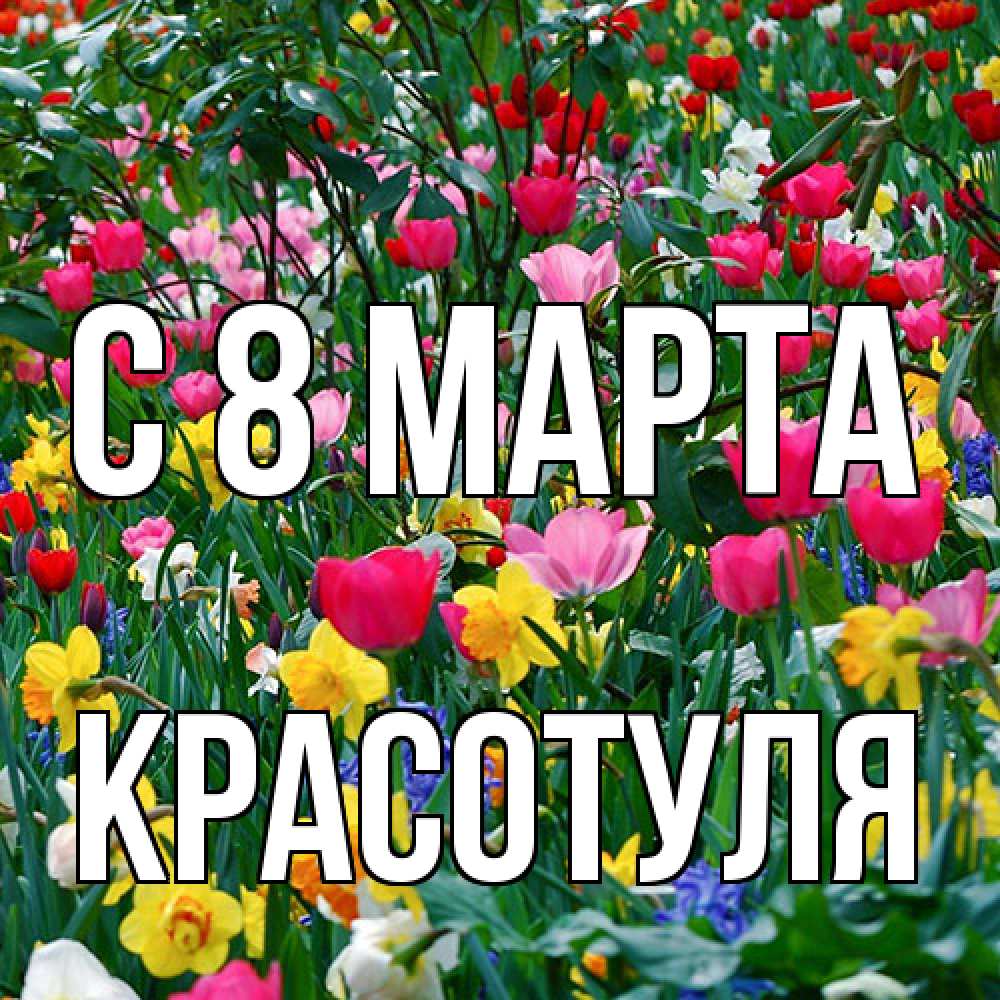 Открытка на каждый день с именем, Красотуля C 8 МАРТА с международным женским днем поздравления для женщины Прикольная открытка с пожеланием онлайн скачать бесплатно 