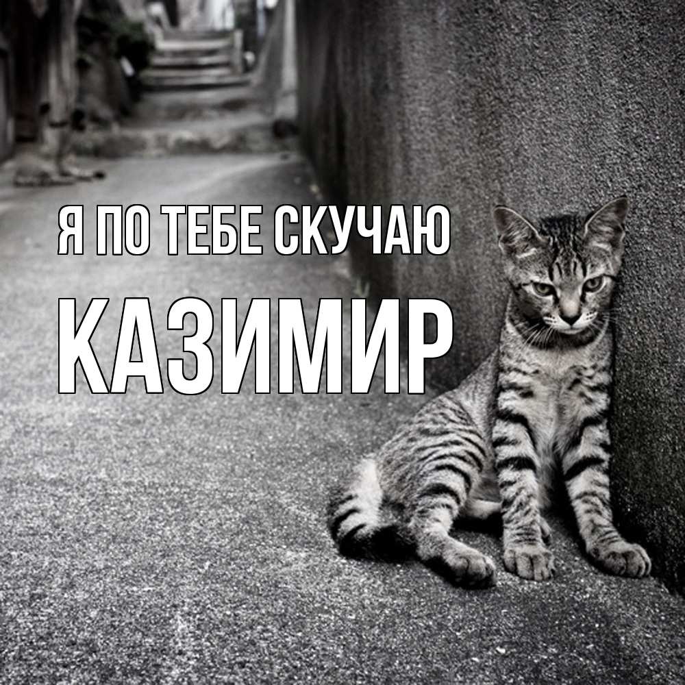 Открытка на каждый день с именем, Казимир Я по тебе скучаю одиноко котику Прикольная открытка с пожеланием онлайн скачать бесплатно 