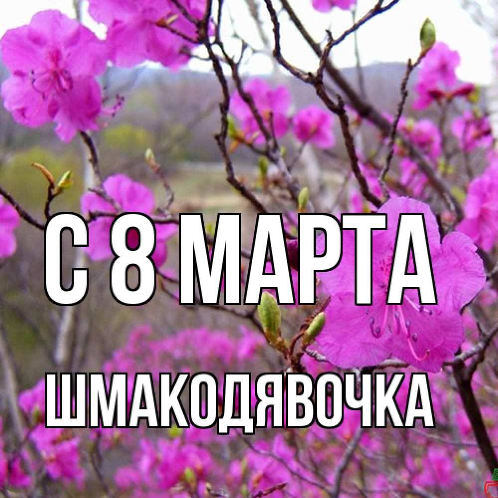 Открытка на каждый день с именем, шмакодявочка C 8 МАРТА международный женский день Прикольная открытка с пожеланием онлайн скачать бесплатно 