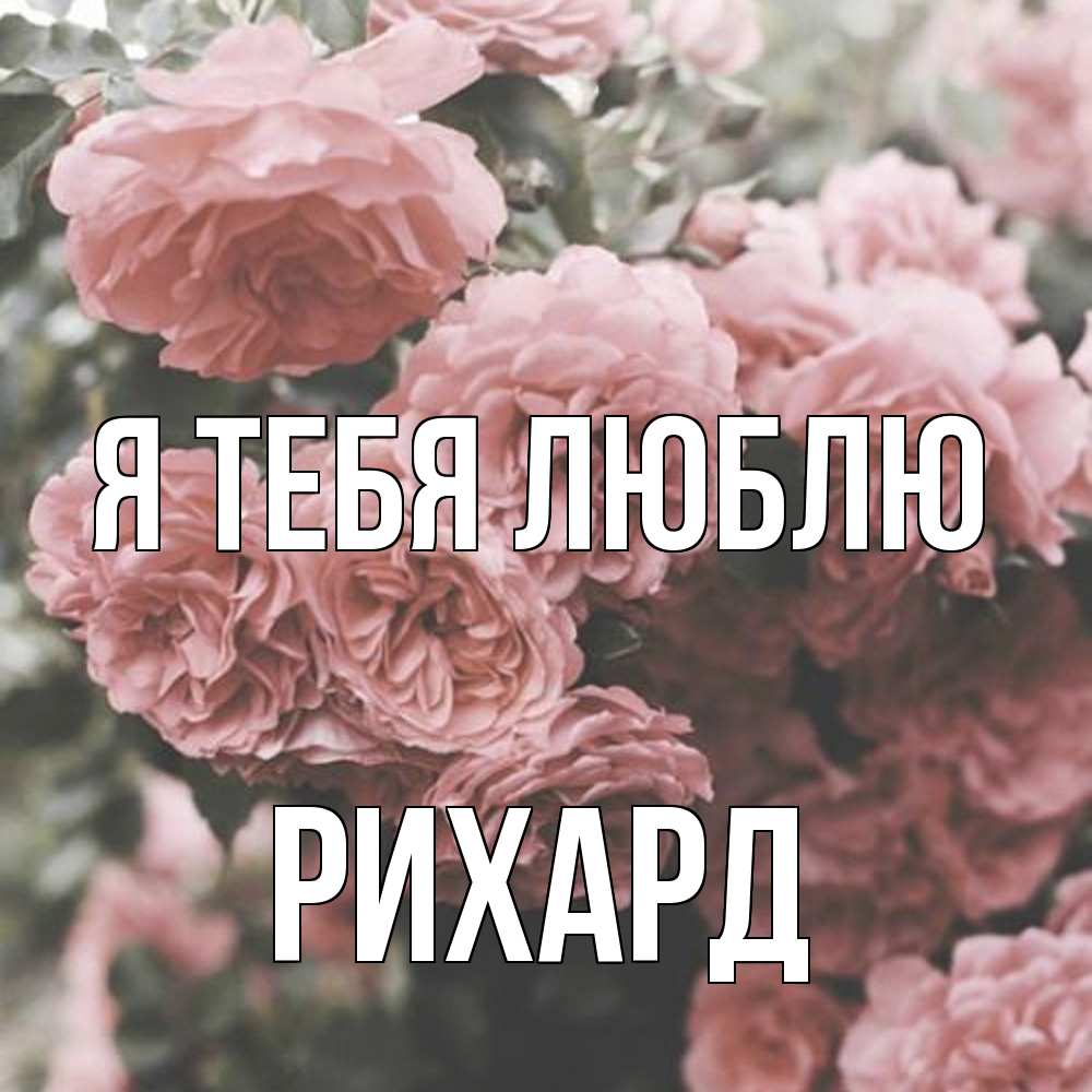Открытка на каждый день с именем, Рихард Я тебя люблю розы 3 Прикольная открытка с пожеланием онлайн скачать бесплатно 