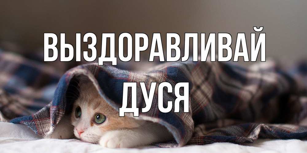 Открытка на каждый день с именем, Дуся Выздоравливай не болейте с котиком Прикольная открытка с пожеланием онлайн скачать бесплатно 
