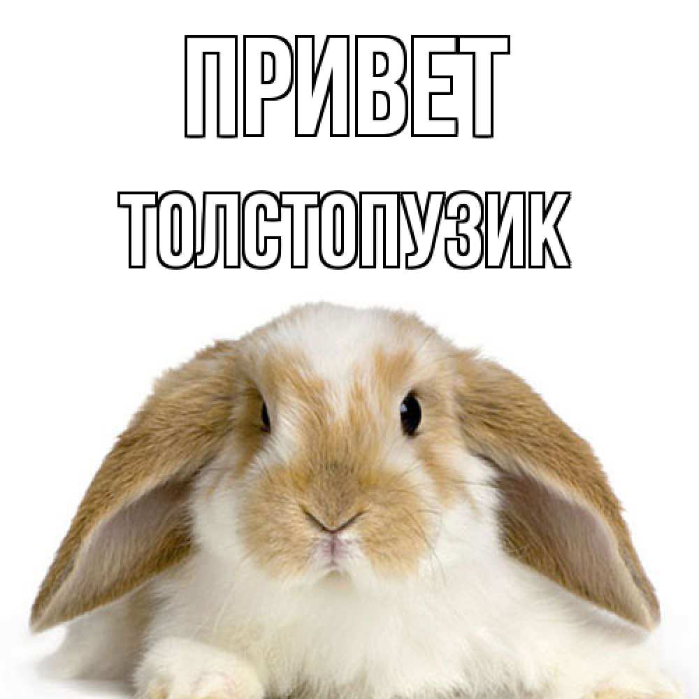 Открытка на каждый день с именем, Толстопузик Привет с животными Прикольная открытка с пожеланием онлайн скачать бесплатно 