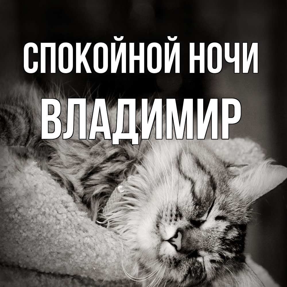 Открытка на каждый день с именем, Владимир Спокойной ночи котярик пушистый Прикольная открытка с пожеланием онлайн скачать бесплатно 