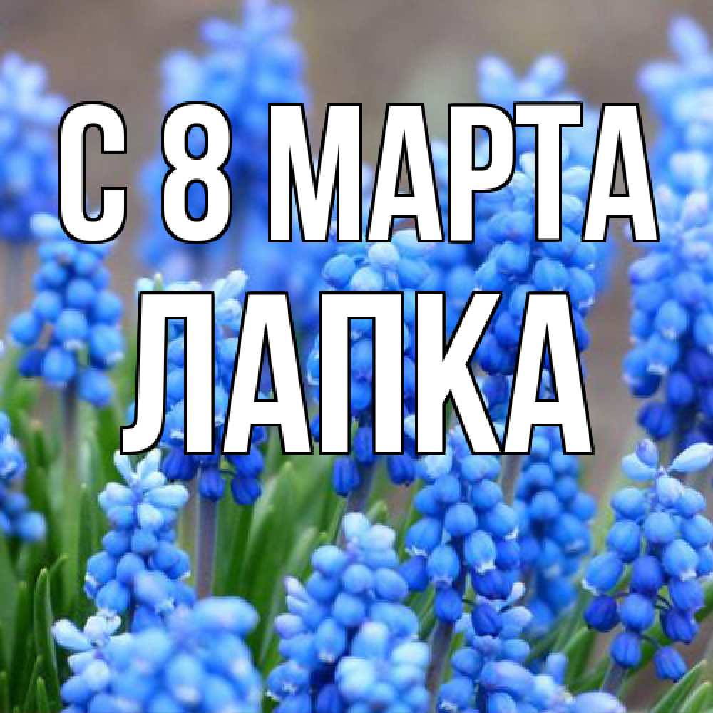 Открытка на каждый день с именем, лапка C 8 МАРТА Поздравительная открытка для женщин с цветами на праздничную дату Прикольная открытка с пожеланием онлайн скачать бесплатно 