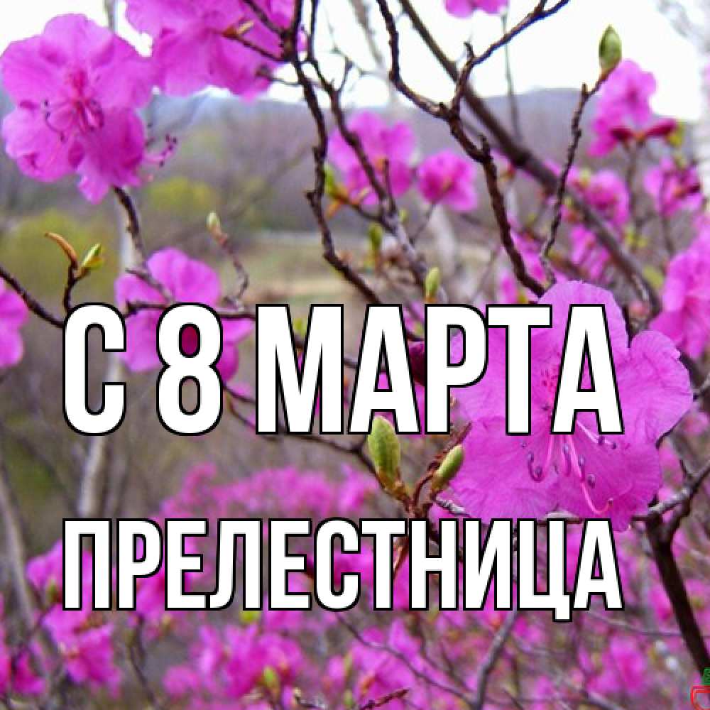 Открытка на каждый день с именем, пpелестница C 8 МАРТА международный женский день Прикольная открытка с пожеланием онлайн скачать бесплатно 