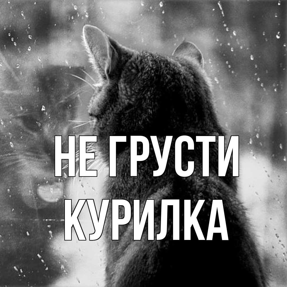 Открытка на каждый день с именем, Курилка Не грусти отражение кота 1 Прикольная открытка с пожеланием онлайн скачать бесплатно 
