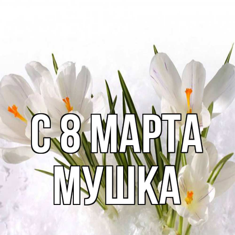 Открытка на каждый день с именем, мушка C 8 МАРТА под снегом Прикольная открытка с пожеланием онлайн скачать бесплатно 