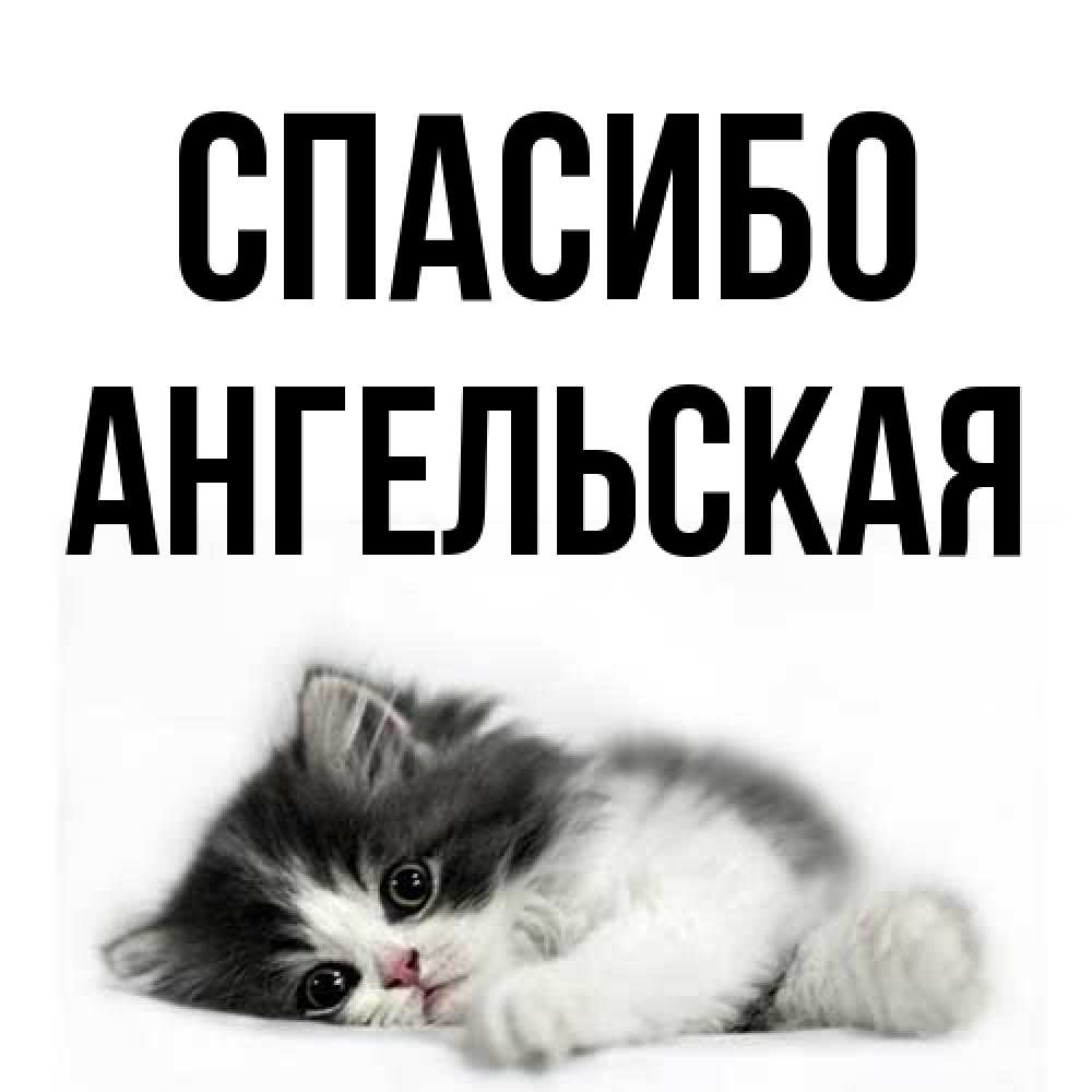 Открытка на каждый день с именем, Ангельская Спасибо черный и белый кот Прикольная открытка с пожеланием онлайн скачать бесплатно 