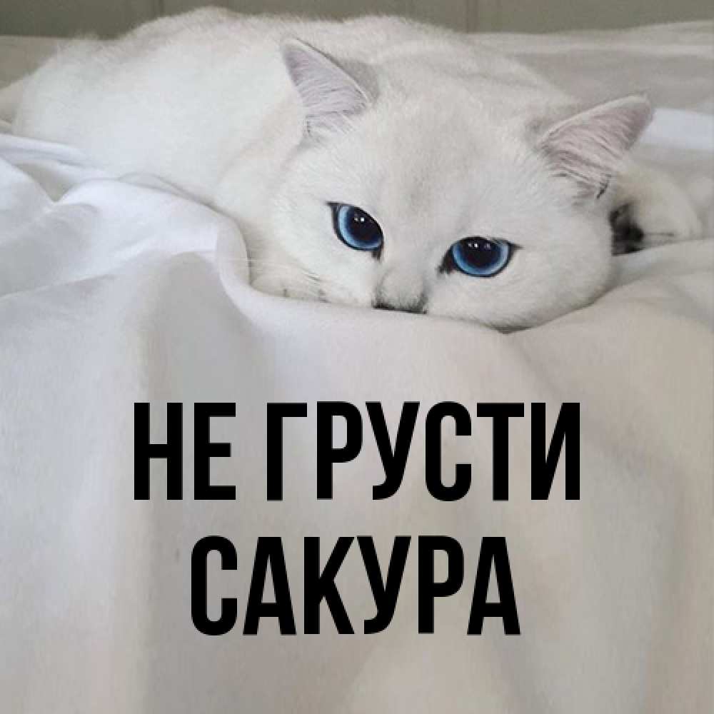 Открытка на каждый день с именем, Сакура Не грусти Голубоглазая кошка Прикольная открытка с пожеланием онлайн скачать бесплатно 