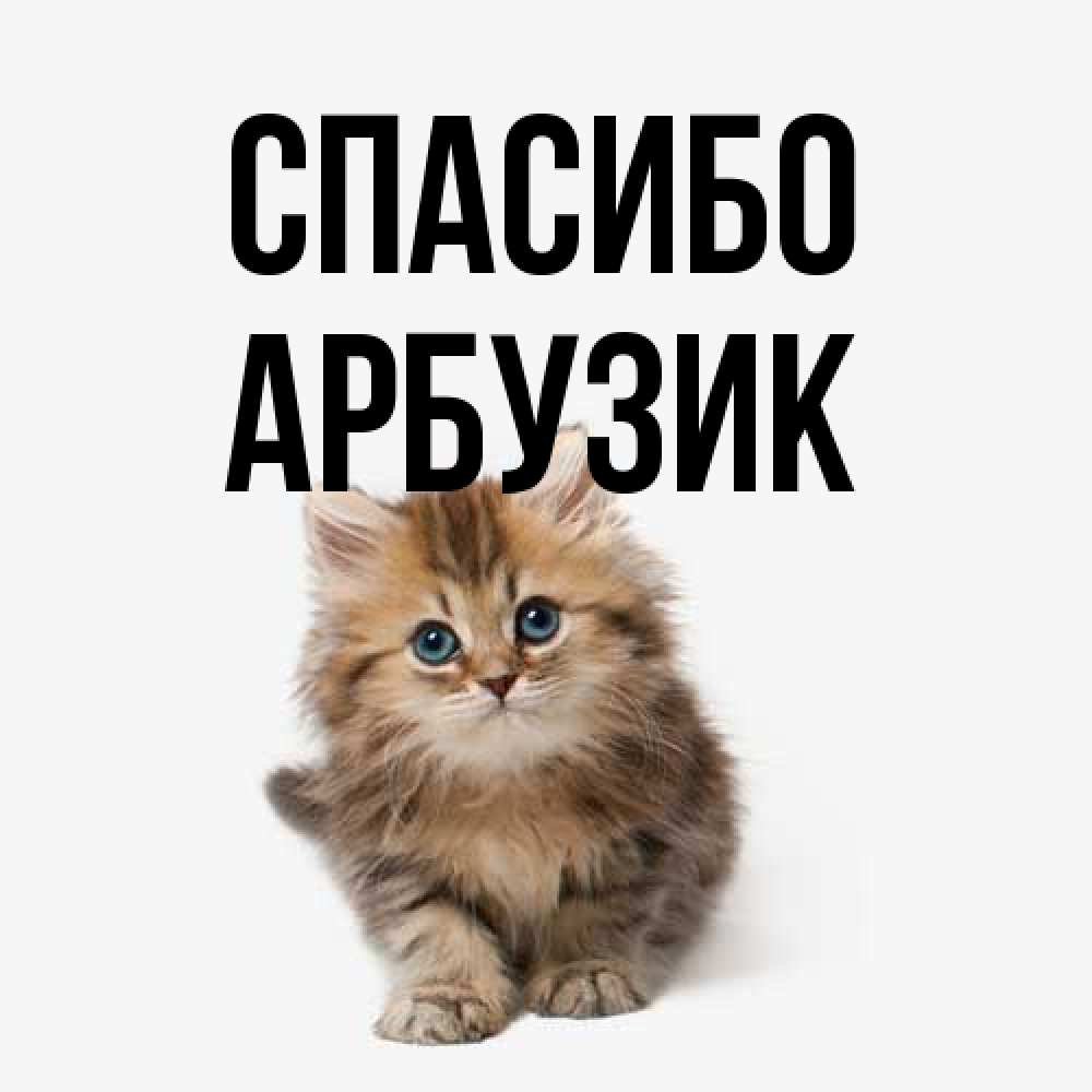 Открытка на каждый день с именем, Арбузик Спасибо пушистый котик Прикольная открытка с пожеланием онлайн скачать бесплатно 