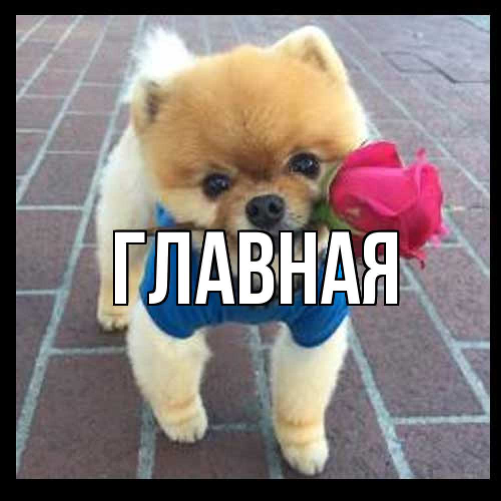 Открытка на каждый день с именем, настя Главная роза в зубах Прикольная открытка с пожеланием онлайн скачать бесплатно 